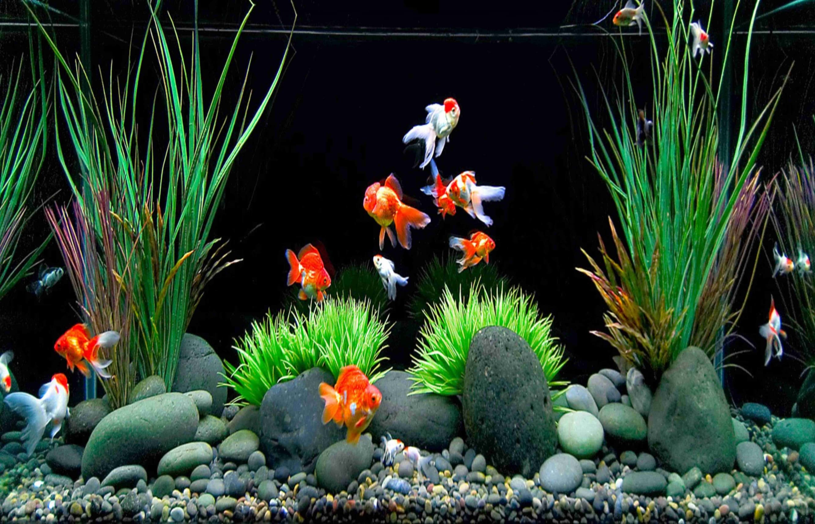 5 Ide Hiasan Aquarium yang Tidak Menguras Isi Dompet photo
